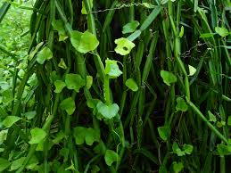 Image result for Cissus integrifolia