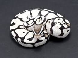 Axanthic Black Pewter Ball Python Firefly Sk Axanthic Ball Python Ball Python Pet Ball Python Morphs Ball Python