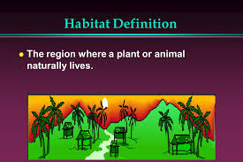 It is bristly haired, grizzled, and blackish or brownish in color, and it possesses sharp tusks. Animal Habitats Ppt Video Online Download