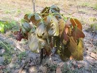 Image result for Phragmanthera cornetii