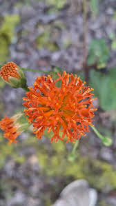 Image result for Hypericophyllum