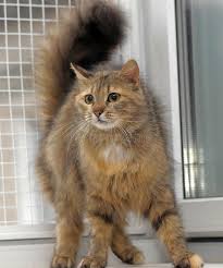 Maybe you would like to learn more about one of these? Fluffy Brown Cat Stock Image Image Of Looking Norway 40633349