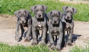 A great dane that died in 1990 helped conceive a litter of puppies born on valentine's day. 20 Things That Only Great Dane Owners Understand