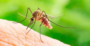 As well as smelling great, this oil is one of the best remedies for getting rid of mosquitoes, and it can be used in multiple ways. 10 Natural Ways To Get Rid Of Mosquitoes Apartmentguide Com