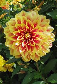 We did not find results for: Nomi E Immagini Di 16 Fantastici Fiori Gialli Da Giardino E Balcone