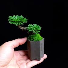 Image result for Selaginella nivea