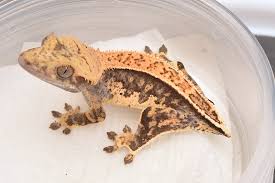 Try browsing the crested geckos index if you're looking for something specific. High End Crested Geckos For Sale