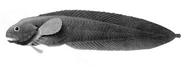 Image result for Liparis killmanniae