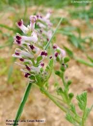 Image result for Fumaria