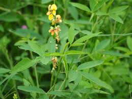 Image result for Crotalaria barkae