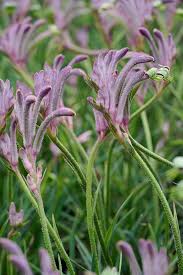 Image result for Anigozanthos