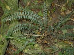 Image result for Pellaea angulosa