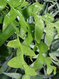 $0.00 epiphyllum chrysocardium fernleaf cactus $0.00 size: Fern Leaf Orchid Cactus Selenicereus Chrysocardium Urban Tropicals