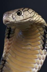 King Cobra Ophiophagus Hannah King Cobra Snake Snake Beautiful Snakes