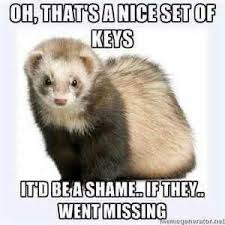 Pin By Joanna Faith Ross On Ferrets Otters Ferret Funny Ferrets Ferret Meme