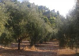 Στα 4 χιλιόμετρα, από την ελαία αφού περάσει από πανέμορφο πευκοδάσος, θα βρεθείτε στον οικισμό αϊ γιαννάκης όπου. Agrotika Proionta Kyparissia Opwrokhpeytika Fwtografies