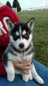 Maybe you would like to learn more about one of these? Puppies For Sale Husky Puppies For Sale Puppies Puppies For Sale