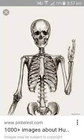Skeleton Skeleton Drawings Skeleton Art Drawing Skeleton Art