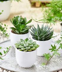 Baldur Garten Sukkulenten 3er Mix 3 Pflanzen Amazon De Garten In 2020 Pflanzen Sukkulenten Garten