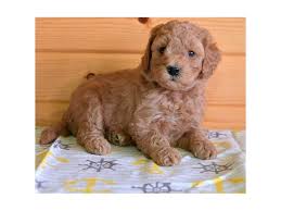 Since we aren't a puppy mill, the only. Goldendoodle Mini 2nd Gen Dog Female Red 2596665 Petland Racine Wi