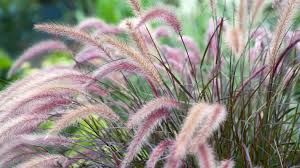 Take a look at this lovely variety of perennial flowers that grow in shade. 9 Best Shade Loving Perennials In Michigan