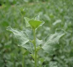 Image result for Atriplex halimus
