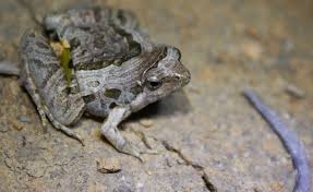 Image result for Microcoelia physophora