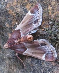 Image result for Pyralis farinalis