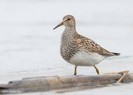 Image result for Lijndenia sp. cf barteri