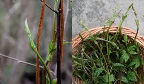Hop shoots are available between january and begin april. Foraging For Hop Shoots The Most Expensive Vegetable In The World