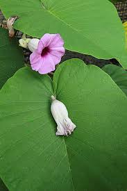 Image result for Argyreia nervosa