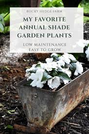It is a deciduous plant that has bright yellow flowers. Low Maintenance Shade Garden Plants Shade Garden Plants Shade Annuals Annual Flowers