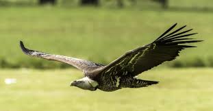 نتیجه جستجوی لغت [flying] در گوگل