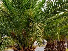 Walking stilt palm, walking palm tree, costa rican walker, splendid palm tree, verschaffeltia splendida. 14 Beautiful Indoor Palm Trees How To Add Tropical Elegance To Your Home