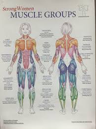 Developing muscles in your legs doesn't have to be complicated. Woman Muscle Anatomy Drawing Novocom Top