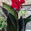 Planta liliácea, de flores grandes y hermosas. Https Encrypted Tbn0 Gstatic Com Images Q Tbn And9gcr9vnjxc9jdvhynkuqycbqr2attyni4a9i4ehm 5omn6bsrd2t2 Usqp Cau