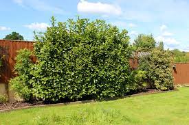 The laurel oak tree thrives in soil types from virginia to florida and then. Laurel Tree Lovetoknow