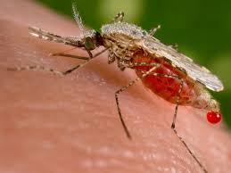 Start studying branch 2 practice test. Anti Malarial Mosquitoes Created Using Controversial Genetic Technology Genetics The Guardian