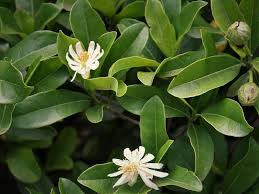 Image result for Xylotheca tettensis