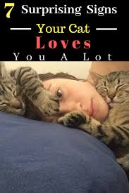 7 Surprising And Beautiful Signs Your Cat Loves You Cat Love Cats Cat Facts