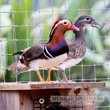 Check spelling or type a new query. Murray Mcmurray Hatchery Mandarin Duck