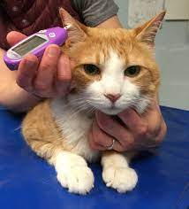 According to diabetic cat care, it can take weeks or even months for symptoms to show up and possibly longer for a owner to notice. What Is Feline Diabetes