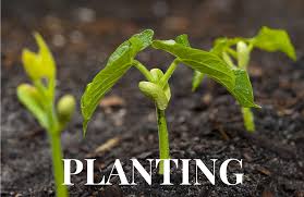 Check spelling or type a new query. Life Of A Seed Kentucky Wonder Bean Glean Kentucky