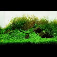 Q:aquarium ane ukurannya 60x40x40c, kira2 bisa ga unutk setting aquascape?? Contoh Design Aquajaya