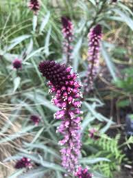 Image result for Lysimachia