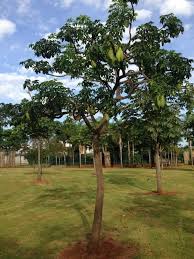 Image result for Cybistax antisyphilitica