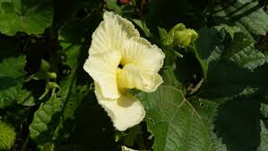 Image result for Momordica foetida