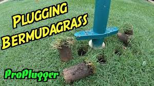 How To Plug Bermudagrass Bermuda Grass Plugs Plugging Grass Youtube Grass Plugs Bermuda Grass Grass