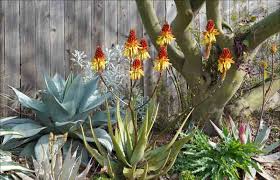 Image result for Aloe wildii