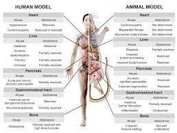 How much alcohol is too much? Natural Recovery By The Liver And Other Organs After Chronic Alcohol Use Alcohol Research Current Reviews